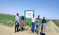  بررسی علمی و میدانی ارقام پنبه در طرح PVS شهرستان سبزوار در منطقه روداب 